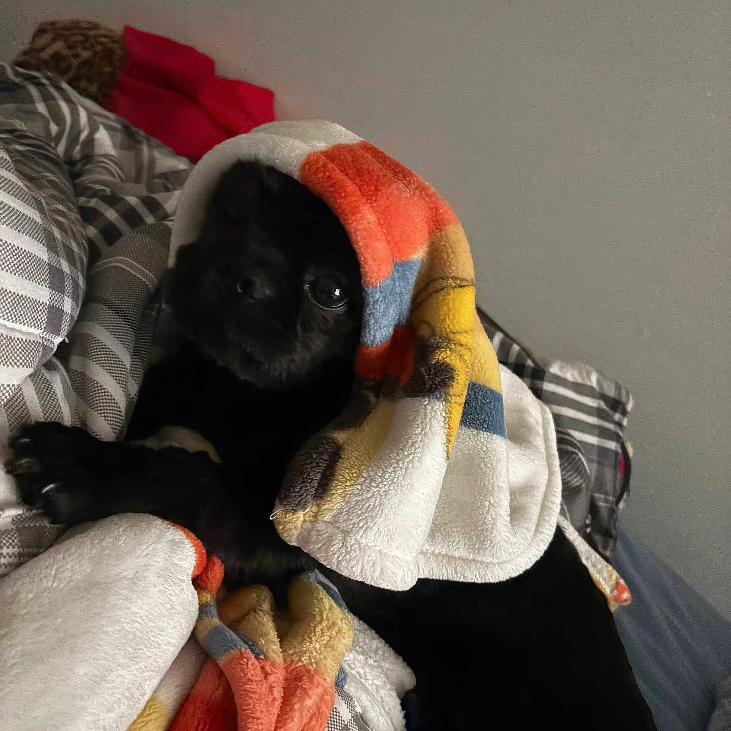 Oreo is registered to the contest to win money with this photo: animal, bed, black_dog, blanket, comfort, companion, cozy, cute, dog, domestic, fleece, fur, indoor, patterned_bedspread, paw, pet, relaxed, resting, snuggled, soft