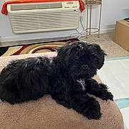 Oreo is registered to the contest to win money with this photo: air_conditioner, animal, black_dog, box, carpet, comfort, cozy, curious, dog, fur, furniture, home, indoor, living_room, pet, plant, relaxing, resting, small_dog, towel