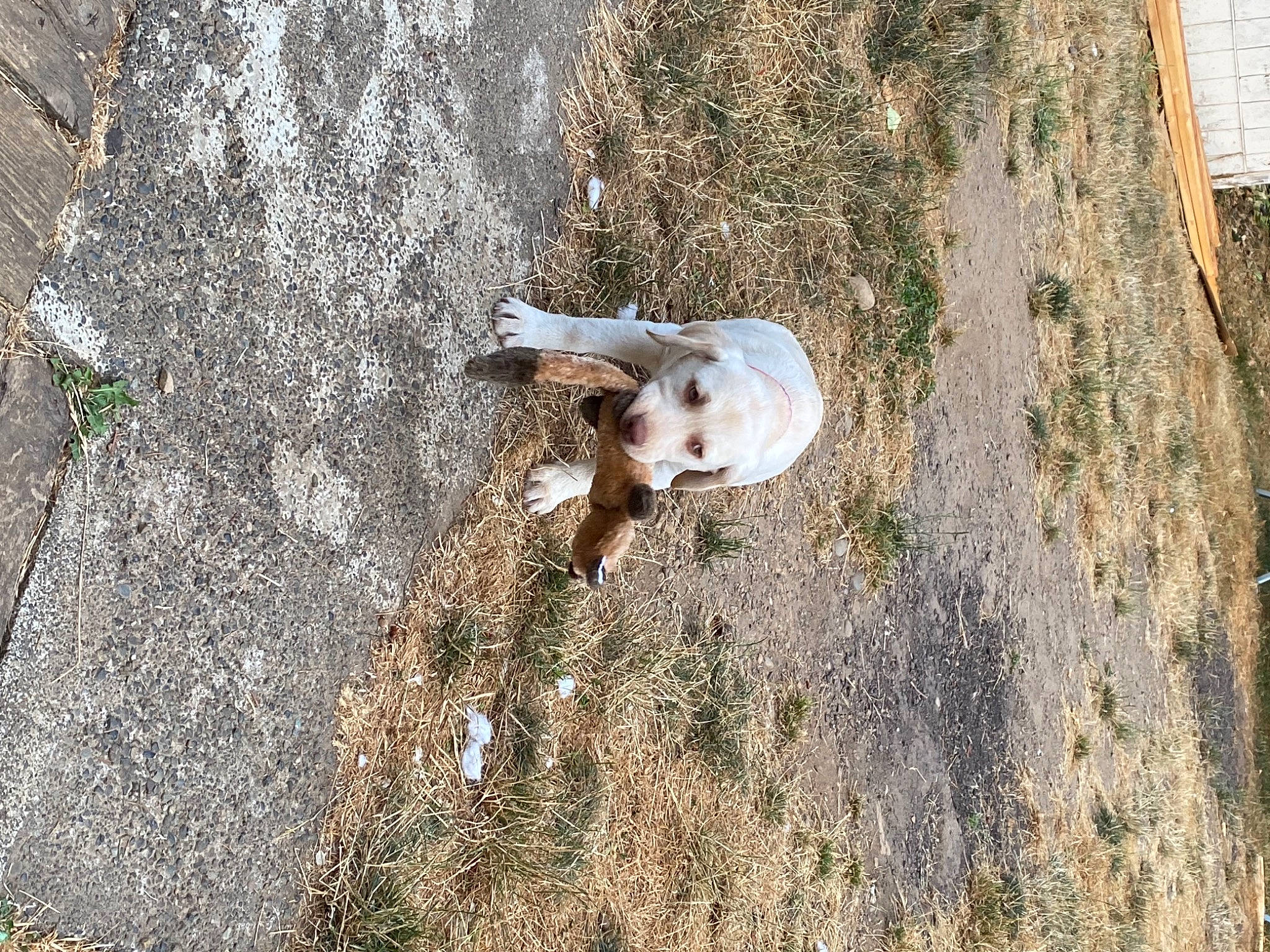 Allie is registered to the contest to win money with this photo: asphalt, canidae, carnivore, companion_dog, dog, dog_breed, fawn, fur, grass, landscape, plant, rock, shadow, soil, sporting_group, tail, tree, trunk, wildlife, wood