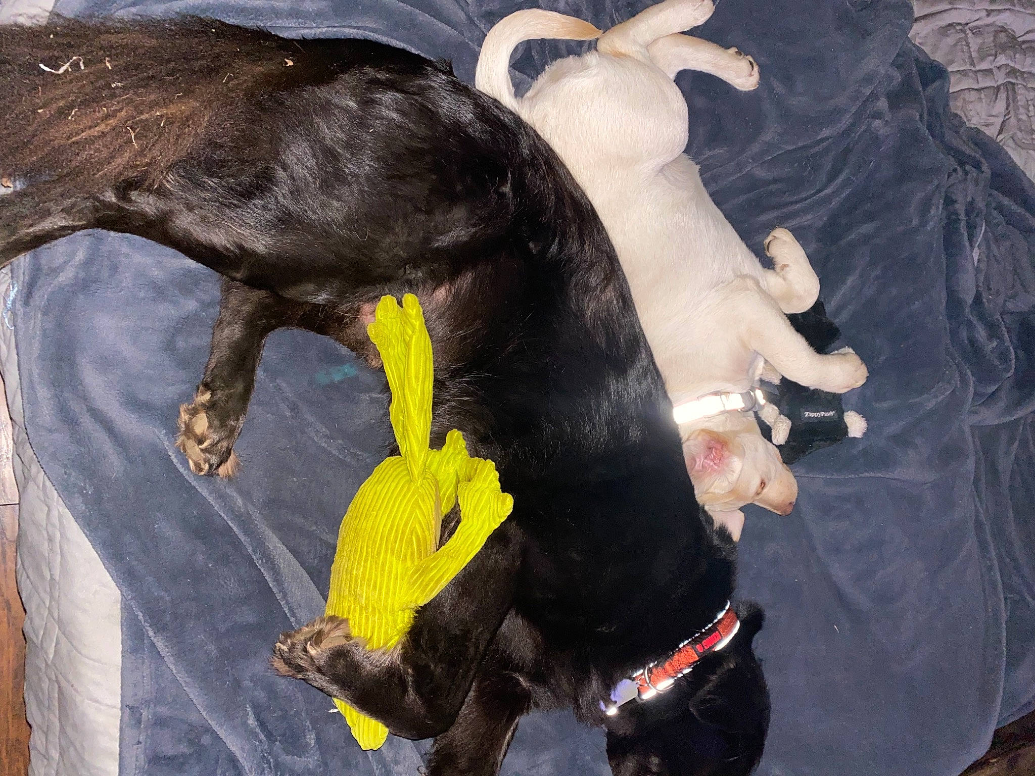 Allie is registered to the contest to win money with this photo: art, bovine, canidae, carnivore, companion_dog, dairy_cow, dog, dog_breed, fawn, fur, goats, guard_dog, livestock, pack_animal, painting, sighthound, snout, sporting_group, tail, working_animal