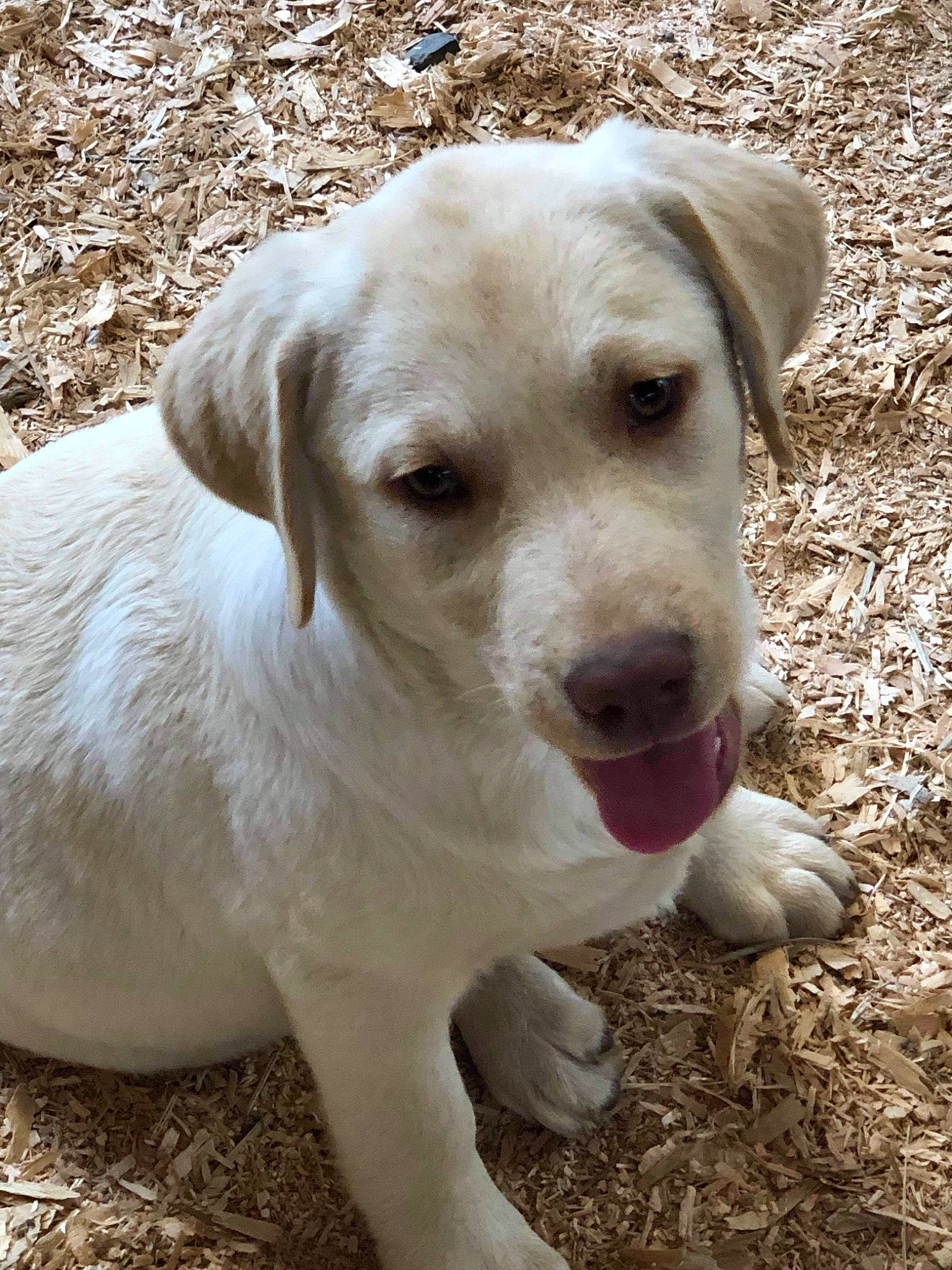 Allie is registered to the contest to win money with this photo: canidae, carnivore, companion_dog, dog, dog_breed, fawn, grass, gun_dog, hunting_dog, labrador_retriever, plant, snout, soil, sporting_group, terrestrial_animal, whiskers, working_animal