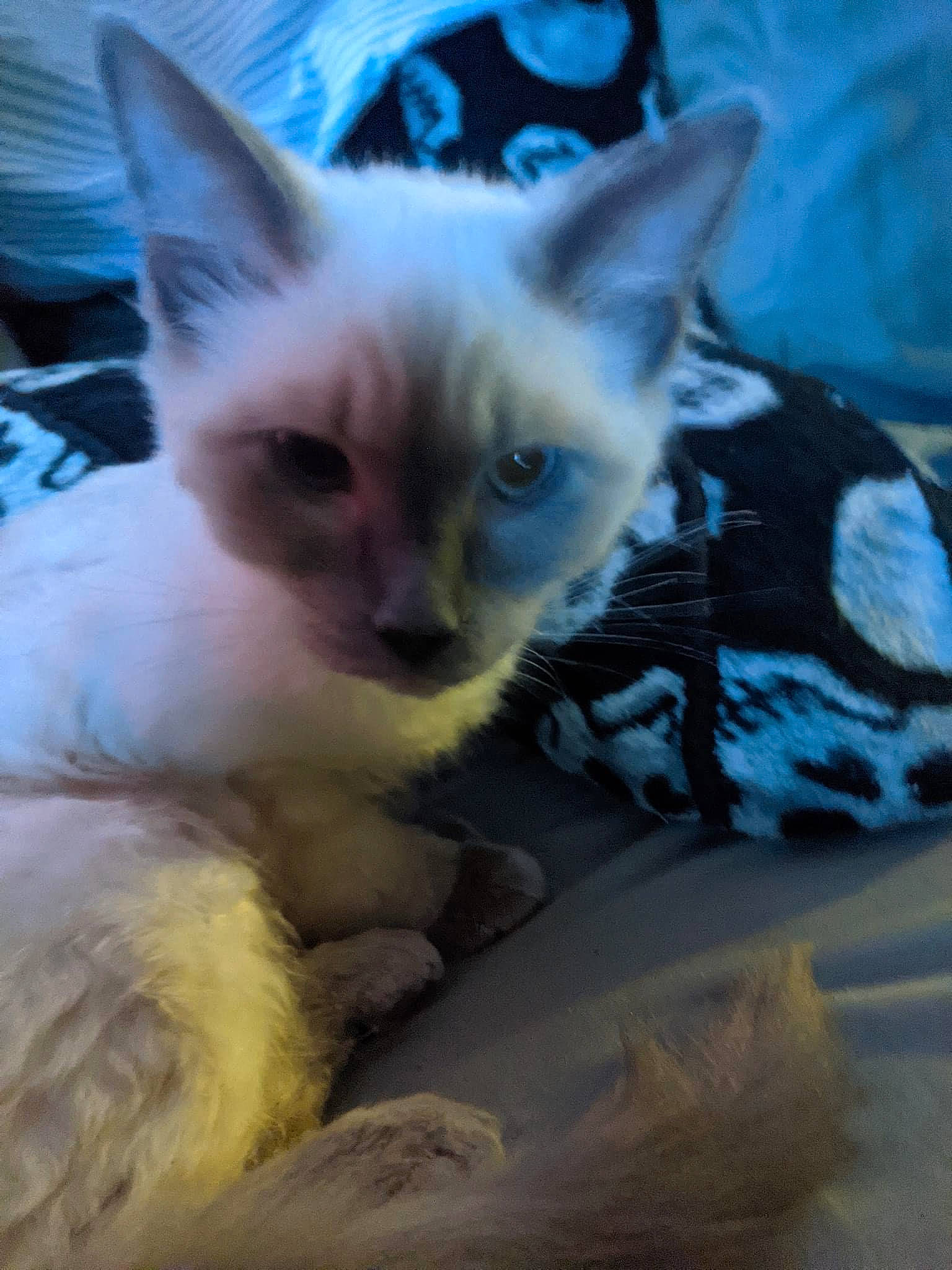 Gator is registered to the contest to win money with this photo: balinese, carnivore, cat, cat_supply, claw, comfort, eye, fawn, felidae, fur, head, linens, paw, siamese, small_to_medium_sized_cats, snout, tail, terrestrial_animal, whiskers