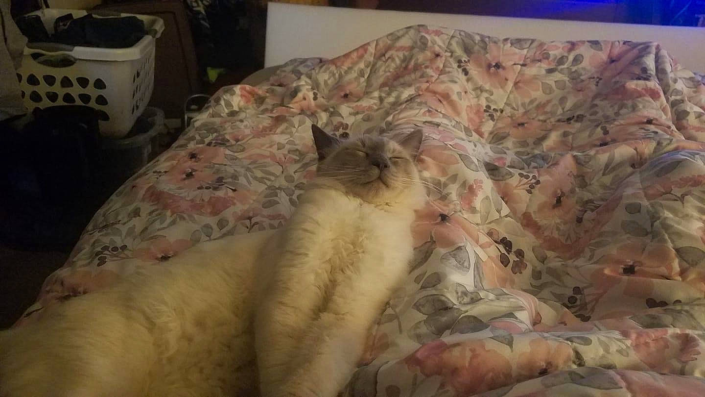 Gator is registered to the contest to win money with this photo: bed_sheet, bedding, carnivore, cat, comfort, duvet, fawn, felidae, flesh, fur, human_leg, kitchen_appliance, linens, pattern, room, small_to_medium_sized_cats, sporting_group, tail, whiskers, wood