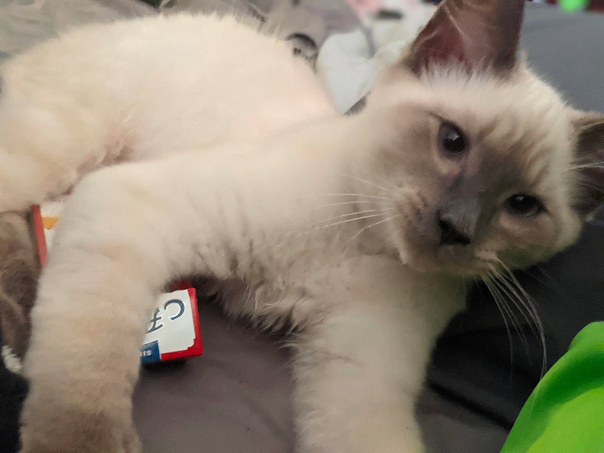 Gator joined the competition — help win amazing prizes! carnivore, cat, claw, comfort, domestic_short_haired_cat, fawn, felidae, fur, paw, small_to_medium_sized_cats, tail, terrestrial_animal, thai, whiskers