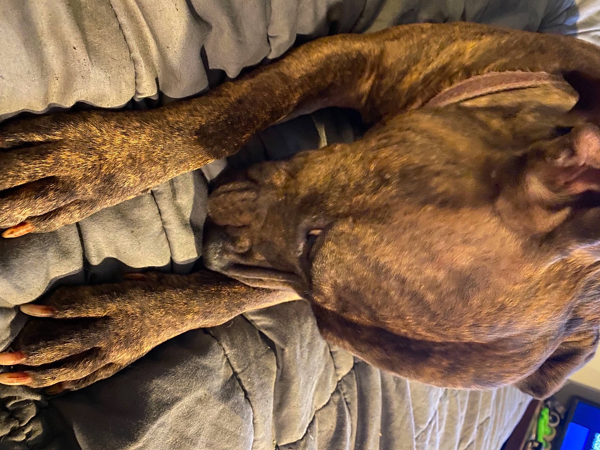 Honey joined the competition — help win amazing prizes! canidae, carnivore, comfort, companion_dog, dog, dog_breed, felidae, fur, gesture, guard_dog, linens, liver, metal, small_to_medium_sized_cats, sporting_group, tints_and_shades, vertebrate, wood, working_animal, wrinkle