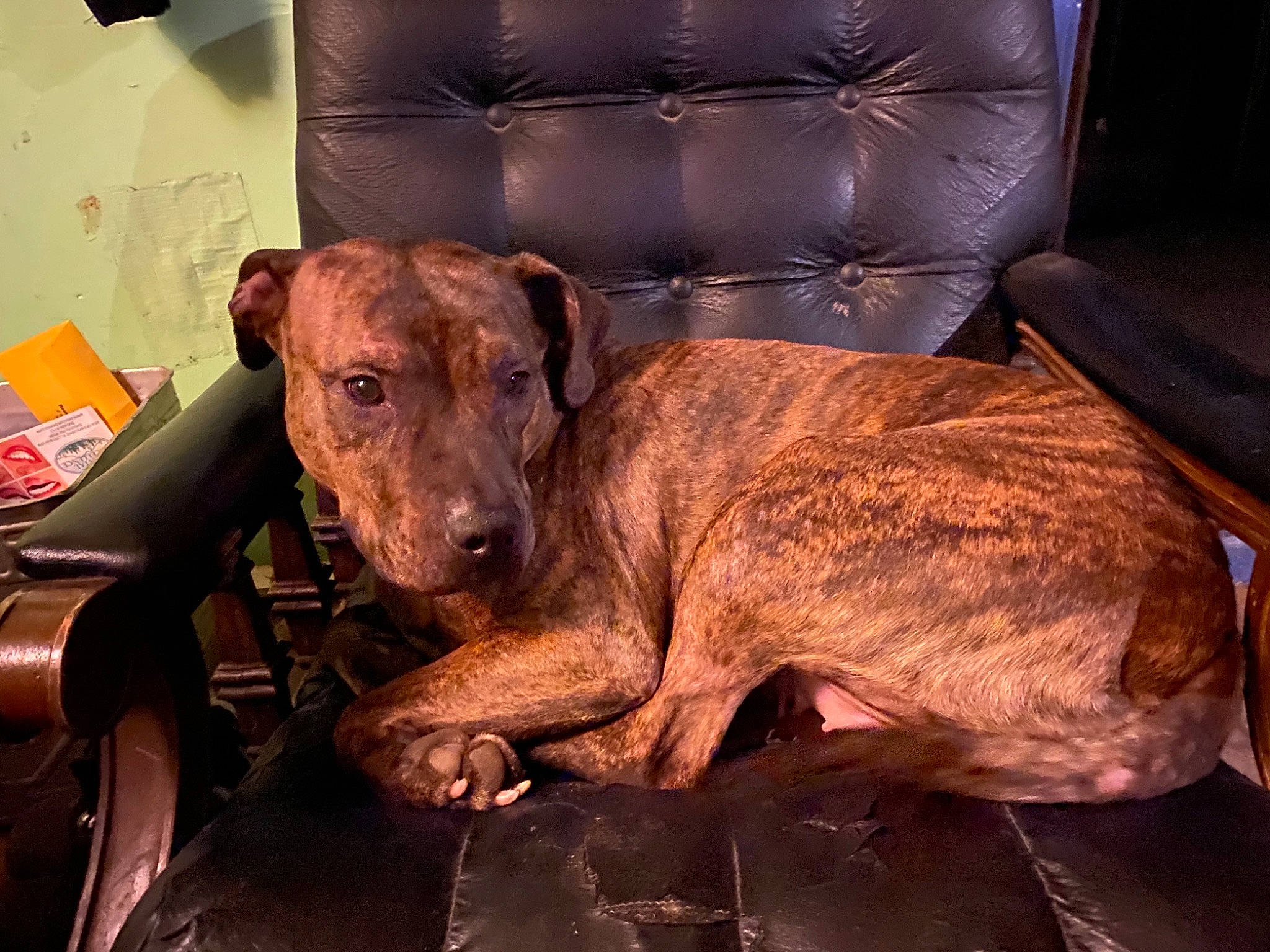 Honey is registered to the contest to win money with this photo: canidae, carnivore, chair, club_chair, comfort, companion_dog, dog, dog_breed, dog_supply, fawn, guard_dog, liver, non_sporting_group, pet_supply, snout, sporting_group, terrestrial_animal, whiskers, working_animal, working_dog