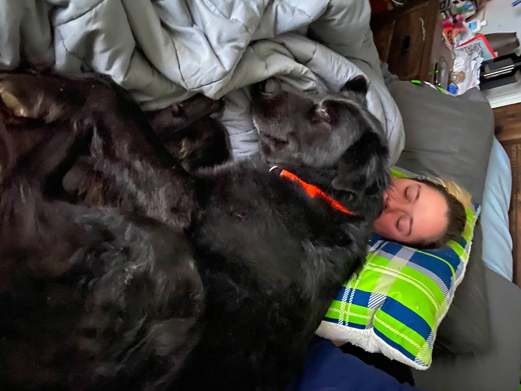 Oso joined the competition — help win amazing prizes! borador, box, canidae, carnivore, comfort, companion_dog, couch, dog, dog_breed, fur, living_room, nap, natural_material, shipping_box, sleep, sporting_group, working_animal, working_dog