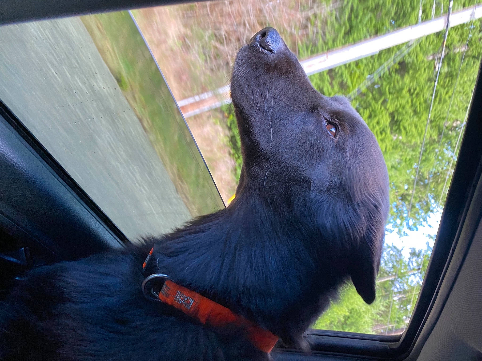 Oso is registered to the contest to win money with this photo: automotive_window_part, canidae, carnivore, collar, companion_dog, daylighting, dog, dog_breed, dog_collar, fur, glass, hunting_dog, snout, sporting_group, terrestrial_animal, tongue, vehicle_door, whiskers, working_animal