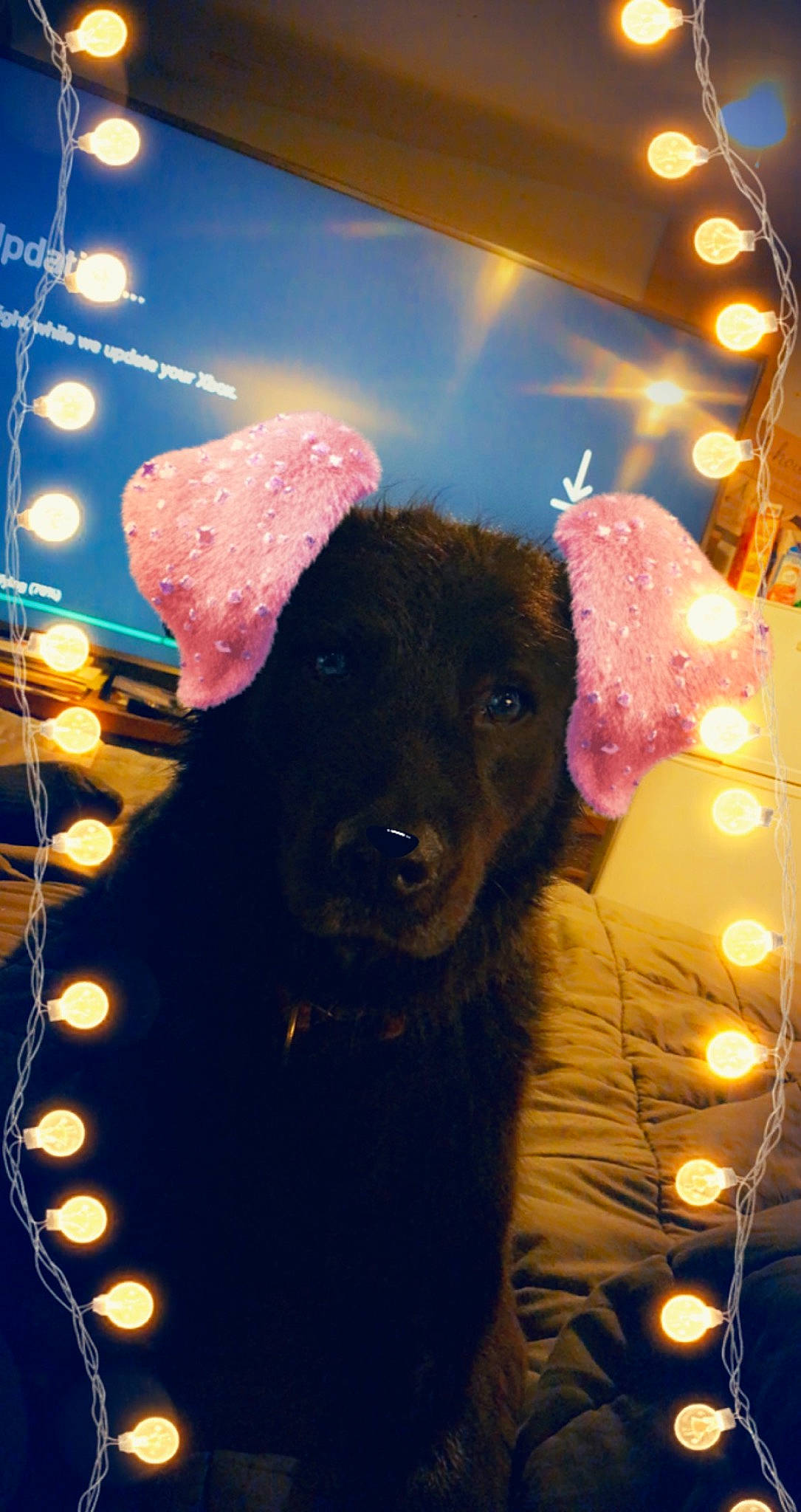 Oso joined the competition — help win amazing prizes! canidae, carnivore, christmas, companion_dog, dog, dog_breed, electric_blue, event, fun, fur, guard_dog, hat, holiday, light, lighting, magenta, snout, sporting_group, winter, working_animal