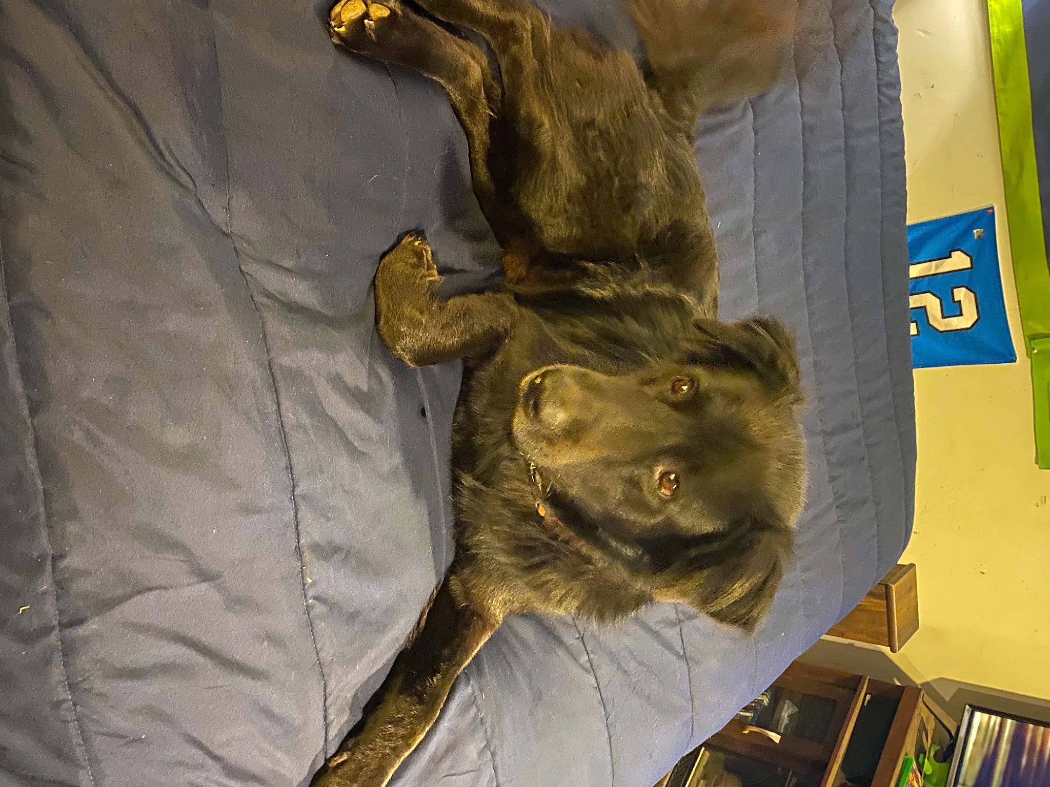 Oso joined the competition — help win amazing prizes! bovine, canidae, carnivore, dog, dog_breed, fang, fur, liver, pack_animal, painting, sculpture, snout, working_animal