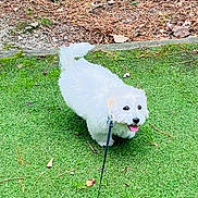 Nano a rejoint le concours — aidez-le/la à gagner de superbes lots ! dog, white_dog, leash, grass, outdoor, pet, happy, tongue_out, fur, small_dog, nature, animal, playful, greenery, cute, canine, walking, daylight, park, ground