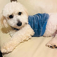 Nano participe au concours pour gagner de l'argent avec cette photo : blue_sweater, canine, close_up, couch, cozy, curly_fur, cute, dog, eyes, fluffy, indoor, lying_down, nose, paw, pet, portrait, puppy, sofa, sweater, white_fur