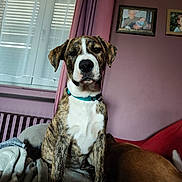 Robby a rejoint le concours — aidez-le/la à gagner de superbes lots ! dog, brindle, collar, pet, indoor, blanket, window, curtains, family_photos, wall, radiator, couch, brown, white, fur, sitting, portrait, domestic_animal, cozy, curious