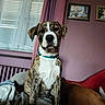dog, brindle, collar, pet, indoor, blanket, window, curtains, family_photos, wall, radiator, couch, brown, white, fur, sitting, portrait, domestic_animal, cozy, curious