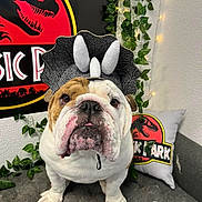 Bubba is registered to the contest to win money with this photo: bulldog, dog, costume, triceratops, jurassic_park, couch, pillow, plant, leafy_vines, indoor, pet, animal, face, closeup, cute, decor, lights, seated, portrait, whiskers