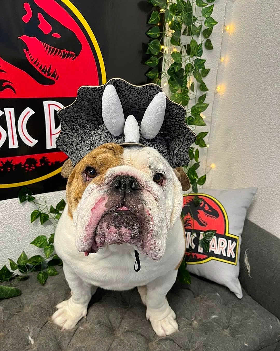 Bubba is registered to the contest to win money with this photo: bulldog, dog, costume, triceratops, jurassic_park, couch, pillow, plant, leafy_vines, indoor, pet, animal, face, closeup, cute, decor, lights, seated, portrait, whiskers