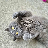 Bob joined the competition — help win amazing prizes! animal, carpet, cat, close_up, cozy, cute, domestic_animal, fluffy, furry, golden_eyes, gray_cat, indoor, lying_down, mammal, paws, pet, playful, relaxed, toy, whiskers
