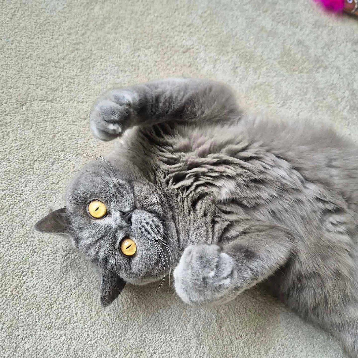 Bob
