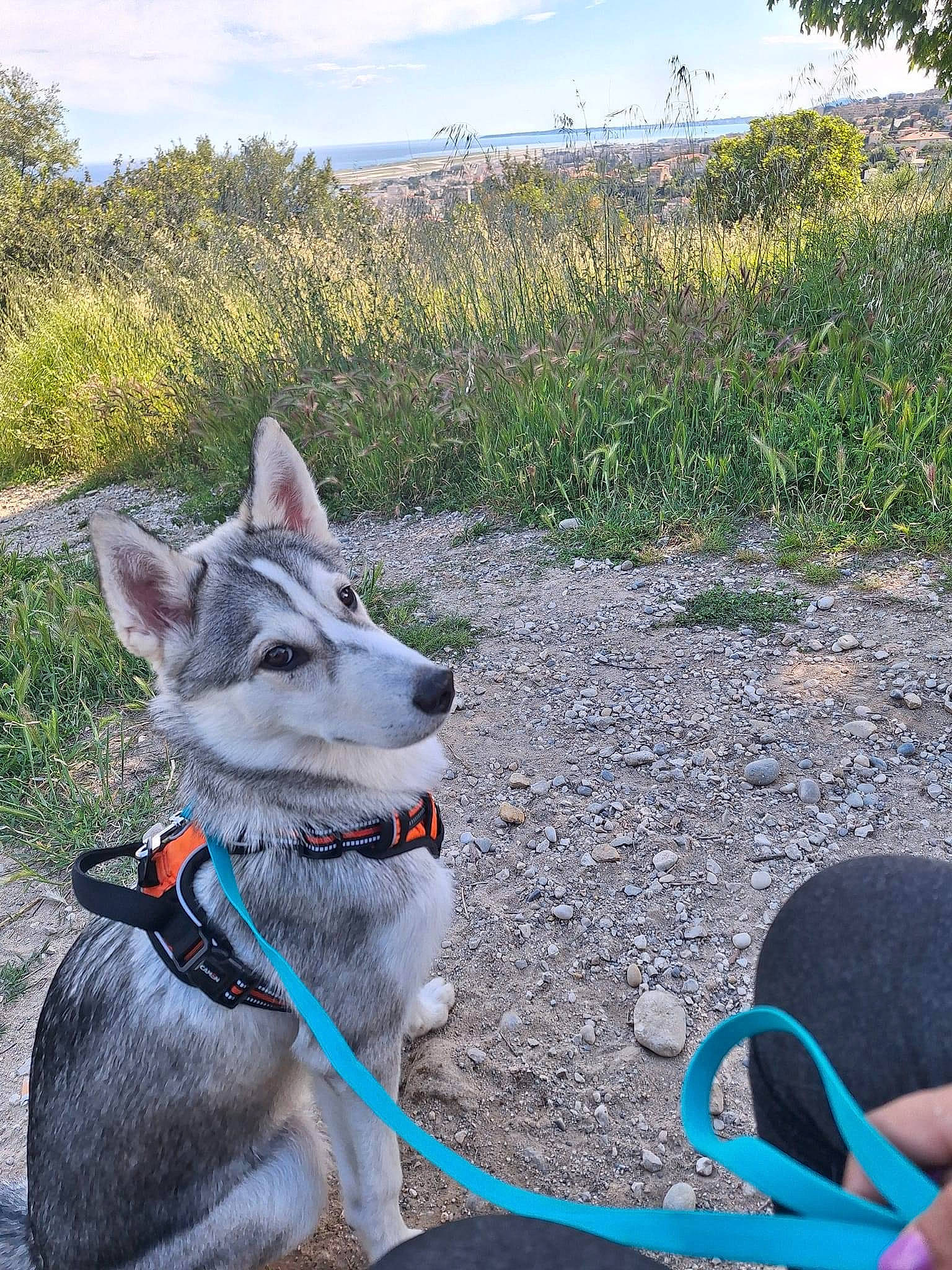 Natsu participe au concours pour gagner de l'argent avec cette photo : blue, canis, carnivore, cloud, collar, dog, dog_breed, electric_blue, grass, landscape, leash, plant, recreation, sky, sled_dog, sporting_group, tree, wilderness, wolf, working_animal