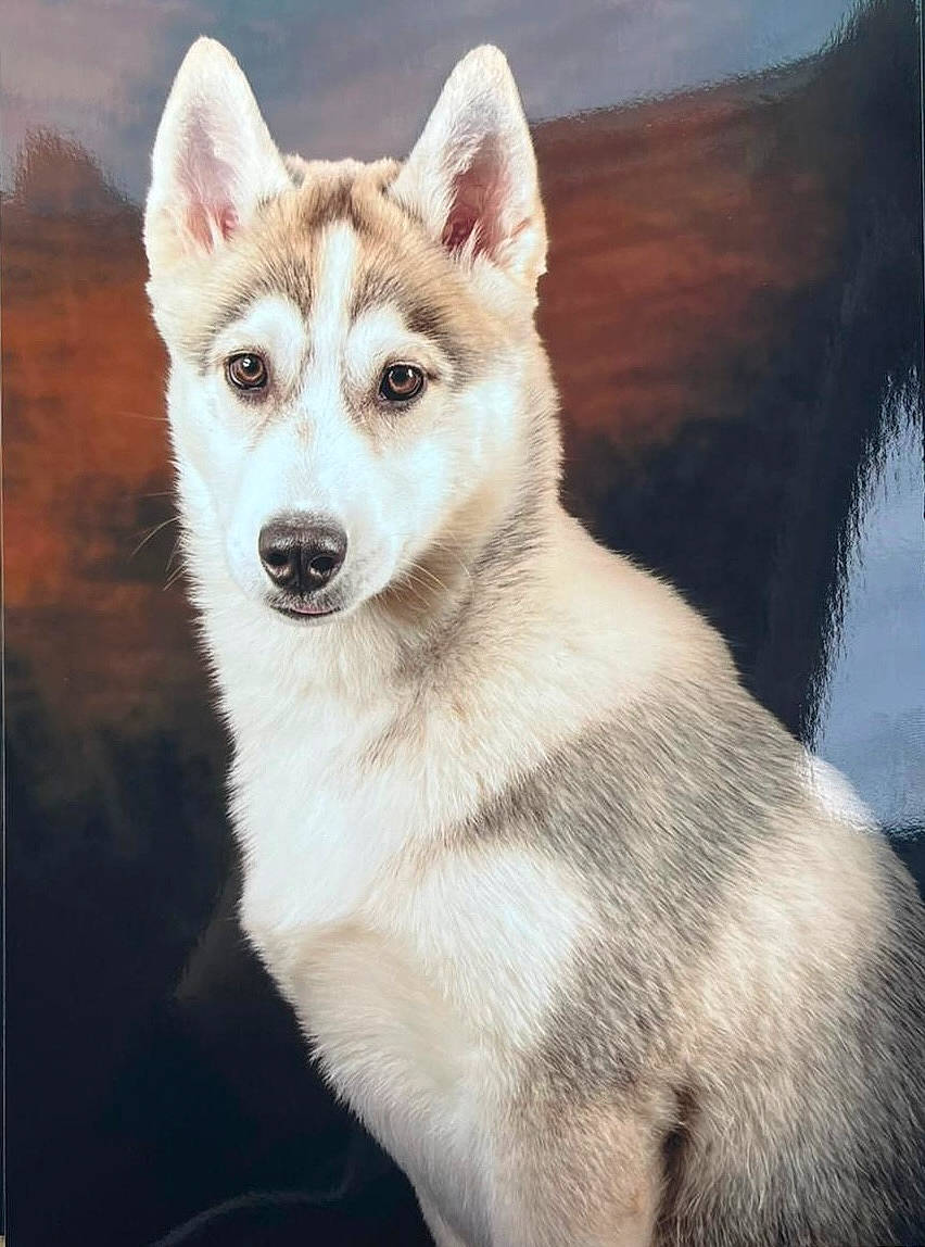 Natsu participe au concours pour gagner de l'argent avec cette photo : art, canidae, canis, carnivore, companion_dog, dog, dog_breed, eye, fur, jaw, rectangle, sled_dog, snout, terrestrial_animal, water, whiskers, wildlife, wolf, working_animal, working_dog