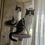 Pythagore Et Thalès participe au concours pour gagner de l'argent avec cette photo : cat, cats, indoor, cat_tree, window, curtains, furniture, pet, animal, tabby, white_fur, looking, sitting, soft_light, home, cozy, curious, domestic_cat, playful, fur