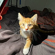 Ace a rejoint le concours — aidez-le/la à gagner de superbes lots ! kitten, cat, orange_cat, white_paw, whiskers, bed, blanket, indoor, pet, curious, feline, animal, fur, young_cat, domestic_cat, closeup, soft_light, looking, resting_place, cozy