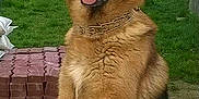 Gibson participe au concours pour gagner de l'argent avec cette photo :