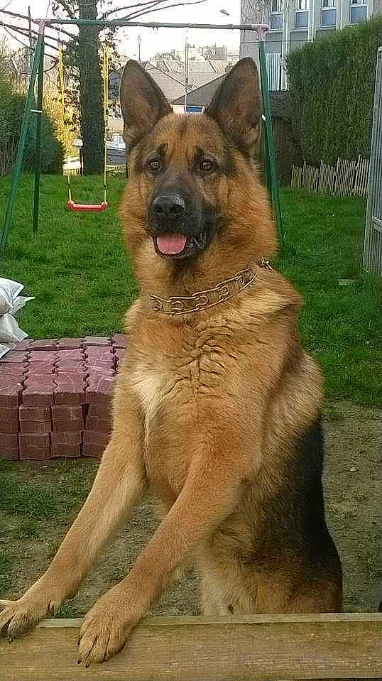 Gibson