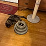 kitten, cat, floor, wooden_floor, scratching_post, cat_toy, toy, furniture, dresser, doormat, indoor, pet, playful, brown, striped, fluffy, animal, home, flooring, seasonal