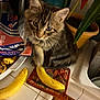 Oliver is registered to the contest to win money with this photo: animal, banana, cat, curious, domestic_cat, feline, foil_sheets_box, food, fruit, houseplant, indoor, kitchen_counter, kitten, paw, pet, playful, pot_holder, potted_plant, tabby_cat, tile_counter