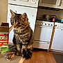 appliance, box, cat, countertop, curious, domestic, feline, floor, indoor, kitchen, kitten, pennies, pet, plastic_bag, refrigerator, stove, tabby, table, wooden_floor, young_cat