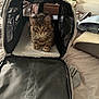 kitten, cat, pet_carrier, indoor, furry, tabby, curious, soft, bed, mesh, zipper, fabric, paws, ears, whiskers, feline, cushion, cozy, resting, animal