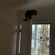 Oliver joined the competition — help win amazing prizes! animal, balance, blur, cat, curiosity, daylight, dim_light, door, fence, glass, home, house, indoor, nature, outdoor_view, pet, shadow, tree, window, wood