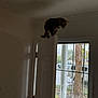 animal, balance, blur, cat, curiosity, daylight, dim_light, door, fence, glass, home, house, indoor, nature, outdoor_view, pet, shadow, tree, window, wood