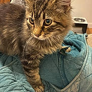 Oliver is registered to the contest to win money with this photo: cat, kitten, tabby, fur, whiskers, eyes, quilt, blanket, fabric, indoor, pet, curious, closeup, cozy, feline, young, animal, cute, soft, resting
