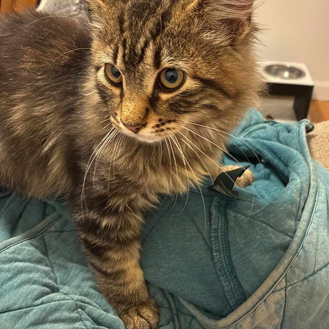 Oliver is registered to the contest to win money with this photo: animal, blanket, cat, closeup, cozy, curious, cute, eyes, fabric, feline, fur, indoor, kitten, pet, quilt, resting, soft, tabby, whiskers, young