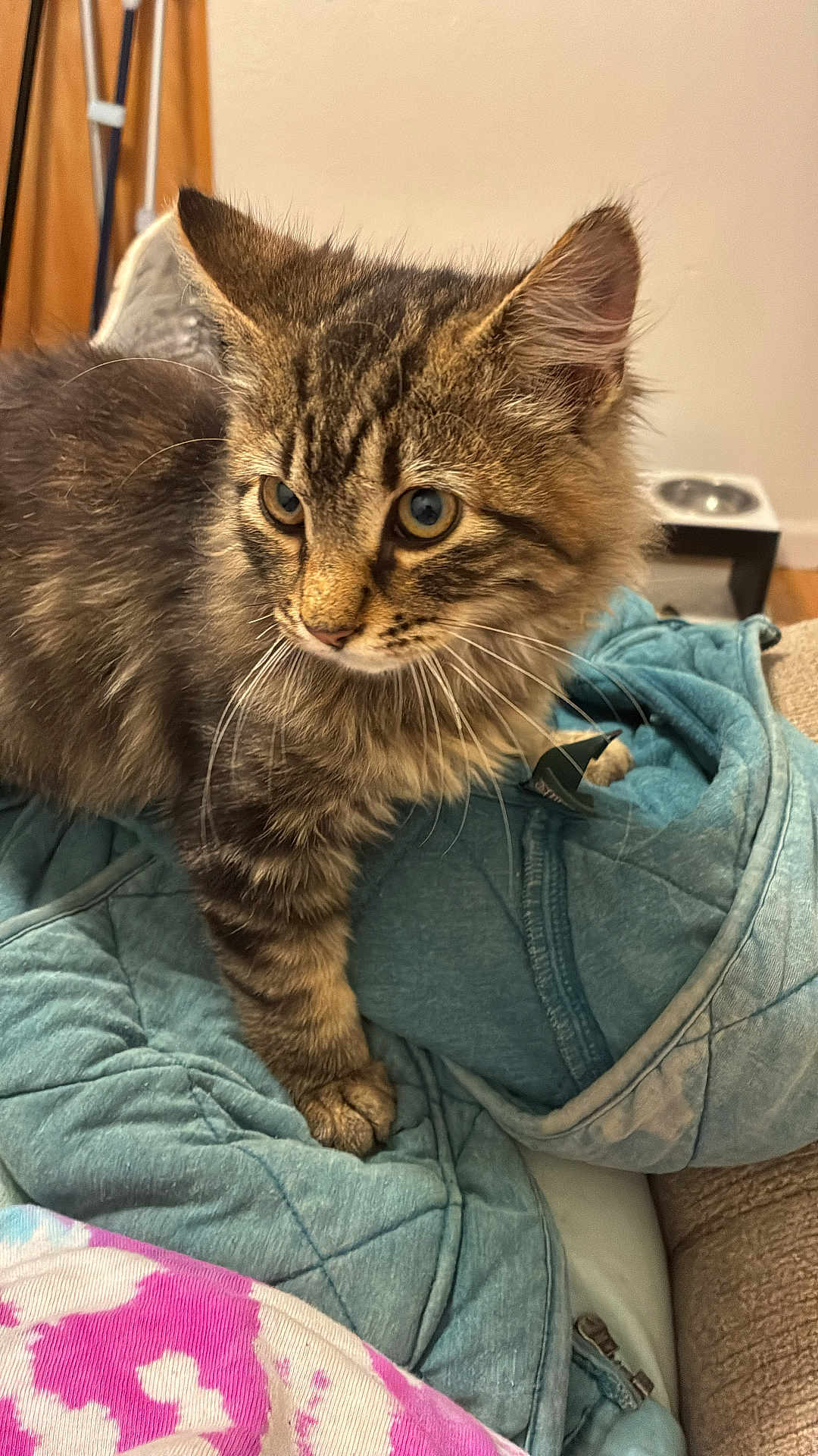Oliver is registered to the contest to win money with this photo: cat, kitten, tabby, fur, whiskers, eyes, quilt, blanket, fabric, indoor, pet, curious, closeup, cozy, feline, young, animal, cute, soft, resting