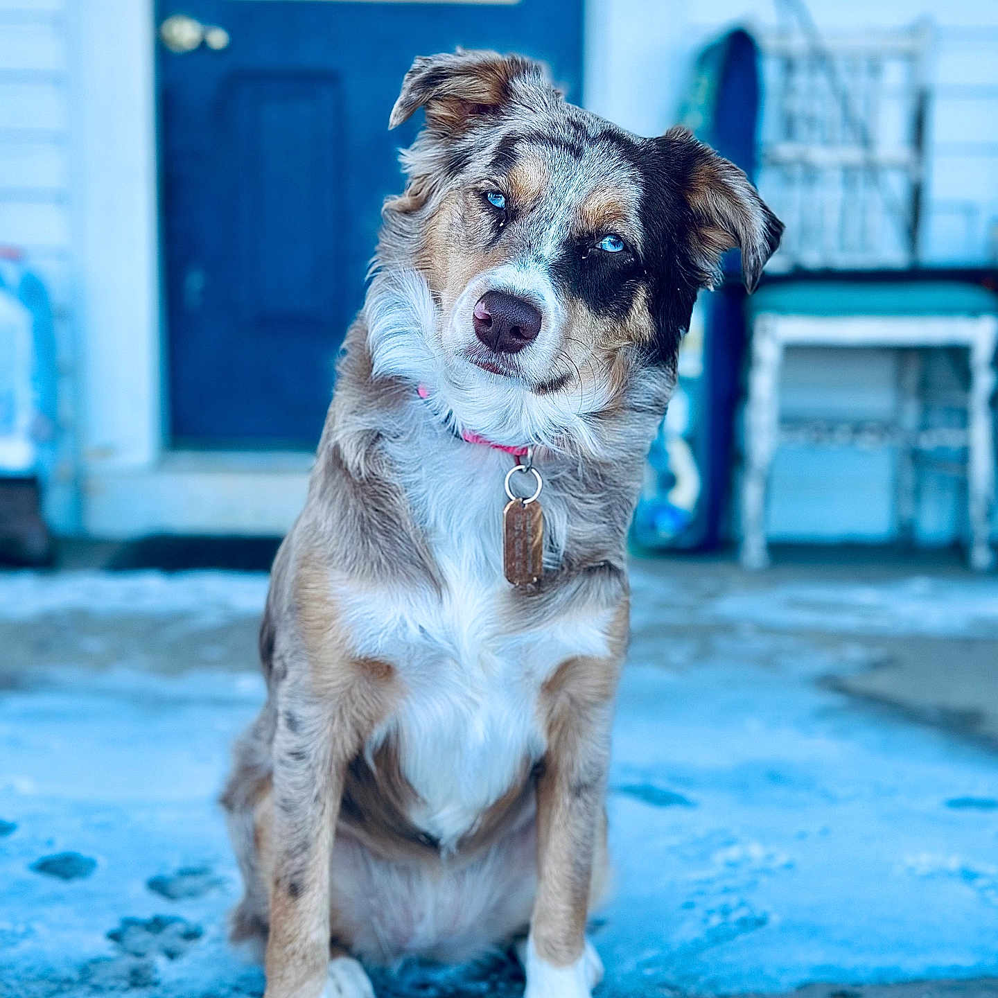 River joined the competition — help win amazing prizes! animal, animal_portrait, blue_eyes, canine, chair, collar, curious, dog, dog_breed, domestic_animal, door, front_view, fur, head_tilt, outdoor, pet_tag, porch, sitting, snow, winter