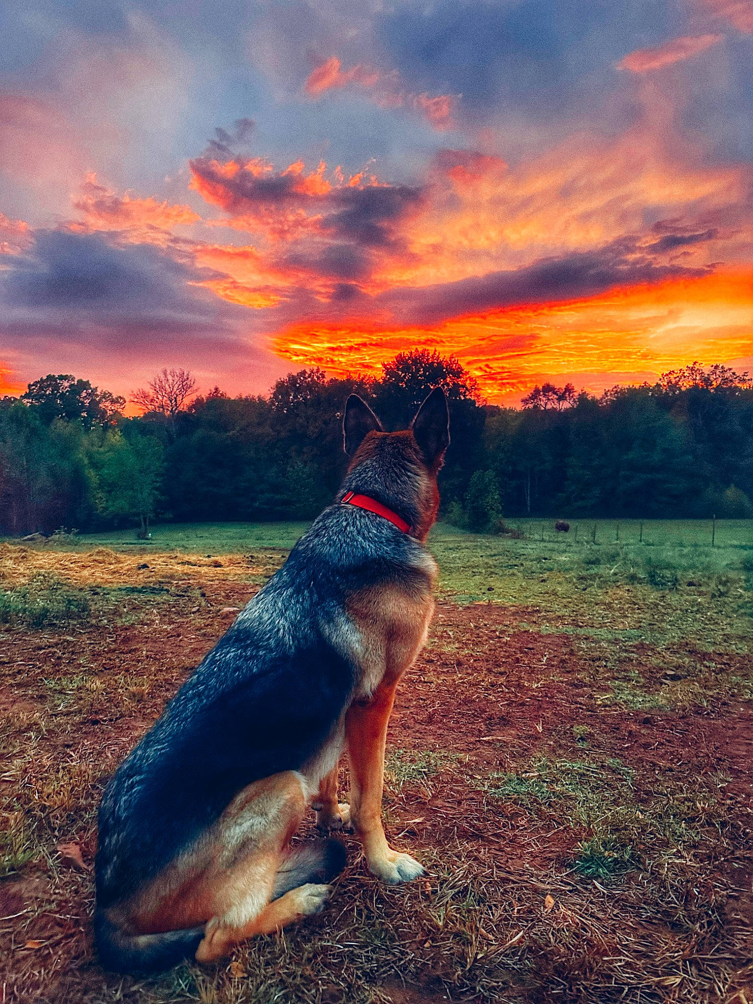 Mavis joined the competition — help win amazing prizes! afterglow, atmosphere, carnivore, cloud, dog, dog_breed, dusk, fawn, flash_photography, grass, happy, people_in_nature, plant, red_sky_at_morning, sky, summer, sunlight, sunrise, sunset, tree