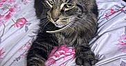 Kovu is registered to the contest to win money with this photo: cat, tabby, pet, animal, feline, bed, bedding, floral_pattern, indoor, paw, fur, whiskers, relaxed, stretching, closeup, domestic_animal, cute, resting, sleepy, household