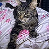 cat, tabby, pet, animal, feline, bed, bedding, floral_pattern, indoor, paw, fur, whiskers, relaxed, stretching, closeup, domestic_animal, cute, resting, sleepy, household