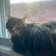 Kovu is registered to the contest to win money with this photo: cat, tabby, fluffy, windowsill, sunlight, indoor, pet, feline, relaxed, fur, animal, window, blurred_background, calm, cozy, domestic, whiskers, ears, looking, resting