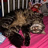 cat, tabby_cat, sleeping, bed, pink_bed_sheet, stuffed_animals, towel, indoor, furry, pet, relaxed, cozy, fur, animal, resting, soft, comfort, domestic_cat, striped, laying_down