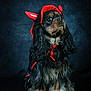 animal, canine, cap, clothing, cockerspaniel, dog, face, hat, head, hood, hoodie, hound, knitwear, papillon, person, pet, photography, portrait, puppy, terrier