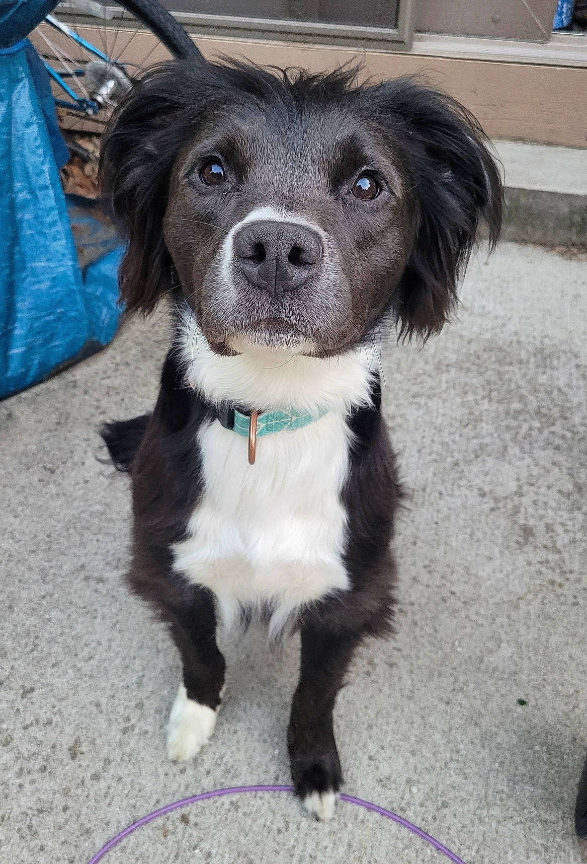 Phoebe is registered to the contest to win money with this photo: automotive_tire, blue, borador, canidae, carnivore, collar, companion_dog, dog, dog_breed, dog_collar, eye, fur, leash, paw, puppy, sporting_group, whiskers, working_animal, working_dog