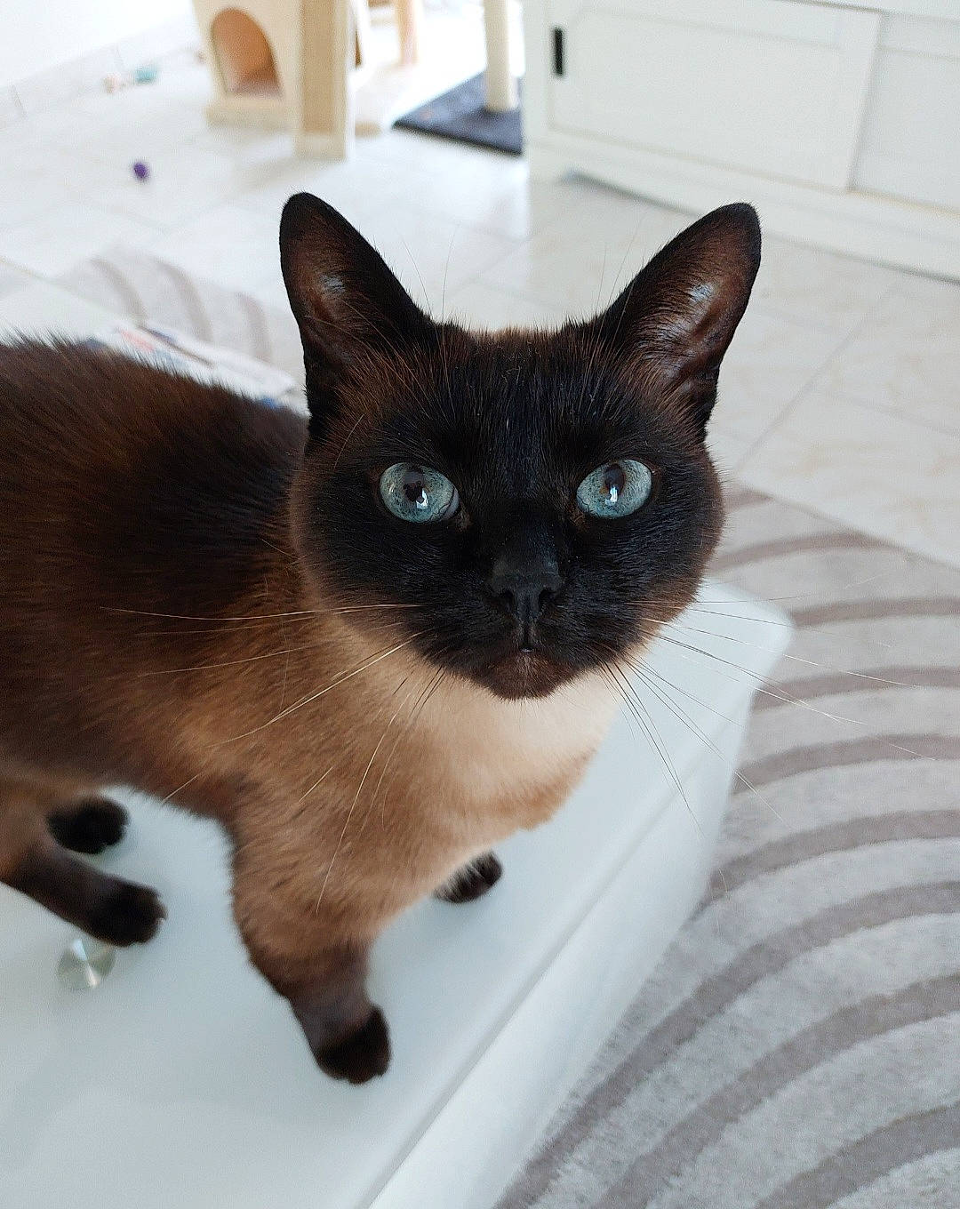 Kitty participe au concours pour gagner de l'argent avec cette photo : carnivore, cat, domestic_short_haired_cat, fawn, felidae, fixture, fur, iris, siamese, small_to_medium_sized_cats, snout, tail, terrestrial_animal, whiskers