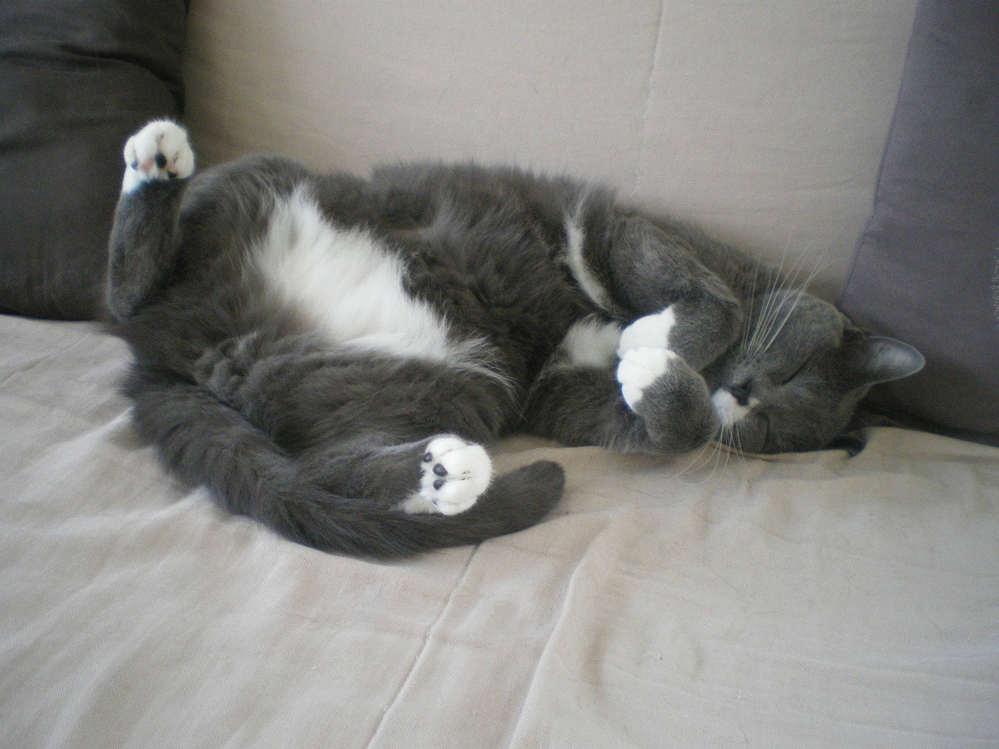 Bao participe au concours pour gagner de l'argent avec cette photo : black_cat, carnivore, cat, claw, comfort, dog_breed, domestic_short_haired_cat, felidae, flooring, fur, grey, hardwood, nap, paw, small_to_medium_sized_cats, snout, sporting_group, tail, whiskers, wood