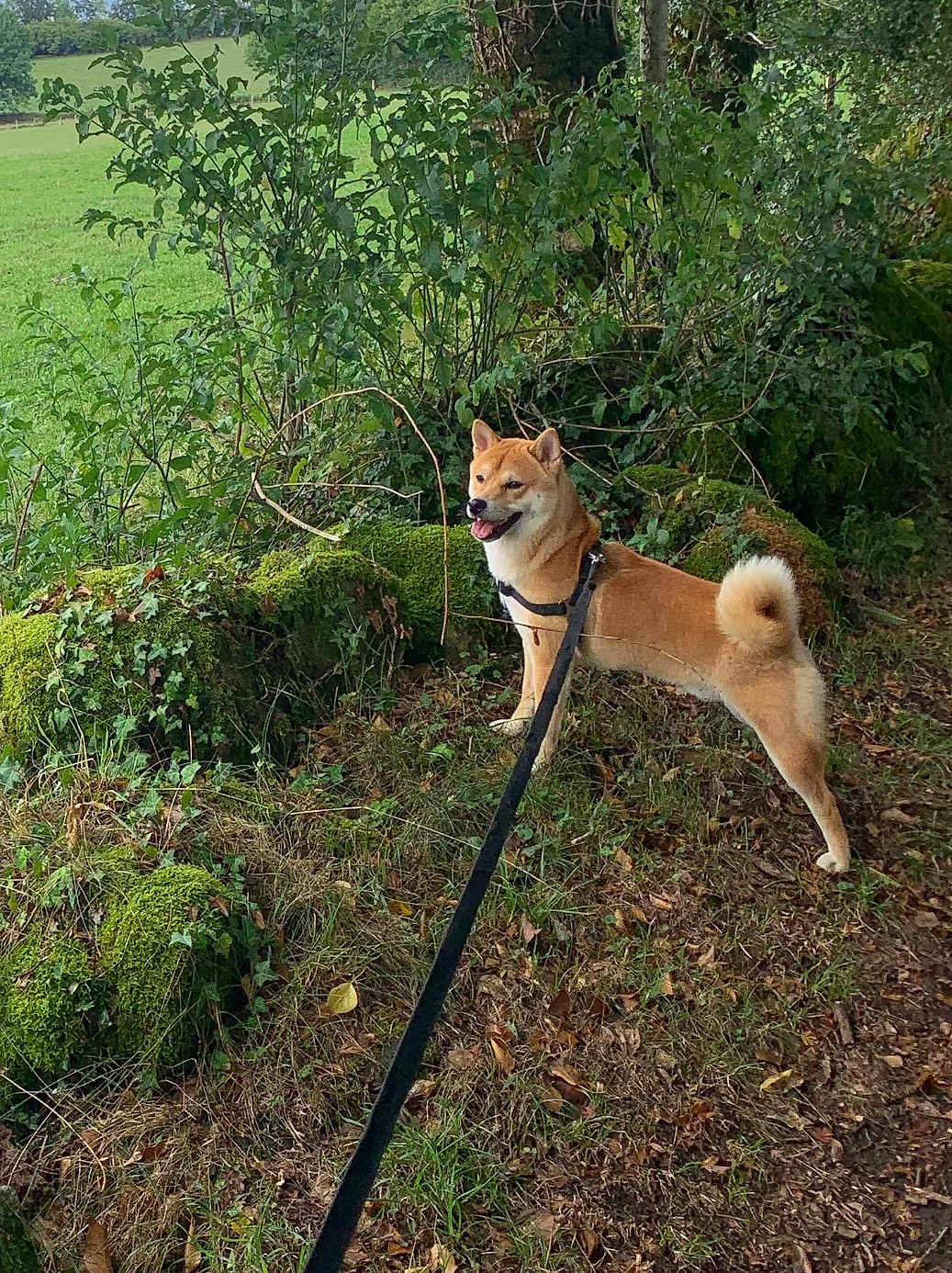 Vega participe au concours pour gagner de l'argent avec cette photo : dog, shiba_inu, leash, forest, moss, greenery, outdoor, nature, grass, bushes, happy, pet, canine, walking, animal, fur, tail, leafy, adventure, park