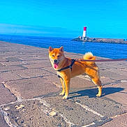 Vega a rejoint le concours — aidez-le/la à gagner de superbes lots ! dog, shiba_inu, leash, pier, stone_pavement, ocean, water, lighthouse, sky, blue_sky, sunny, outdoor, pet, canine, happy, tongue_out, walking, daytime, nature, travel
