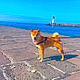 dog, shiba_inu, leash, pier, stone_pavement, ocean, water, lighthouse, sky, blue_sky, sunny, outdoor, pet, canine, happy, tongue_out, walking, daytime, nature, travel